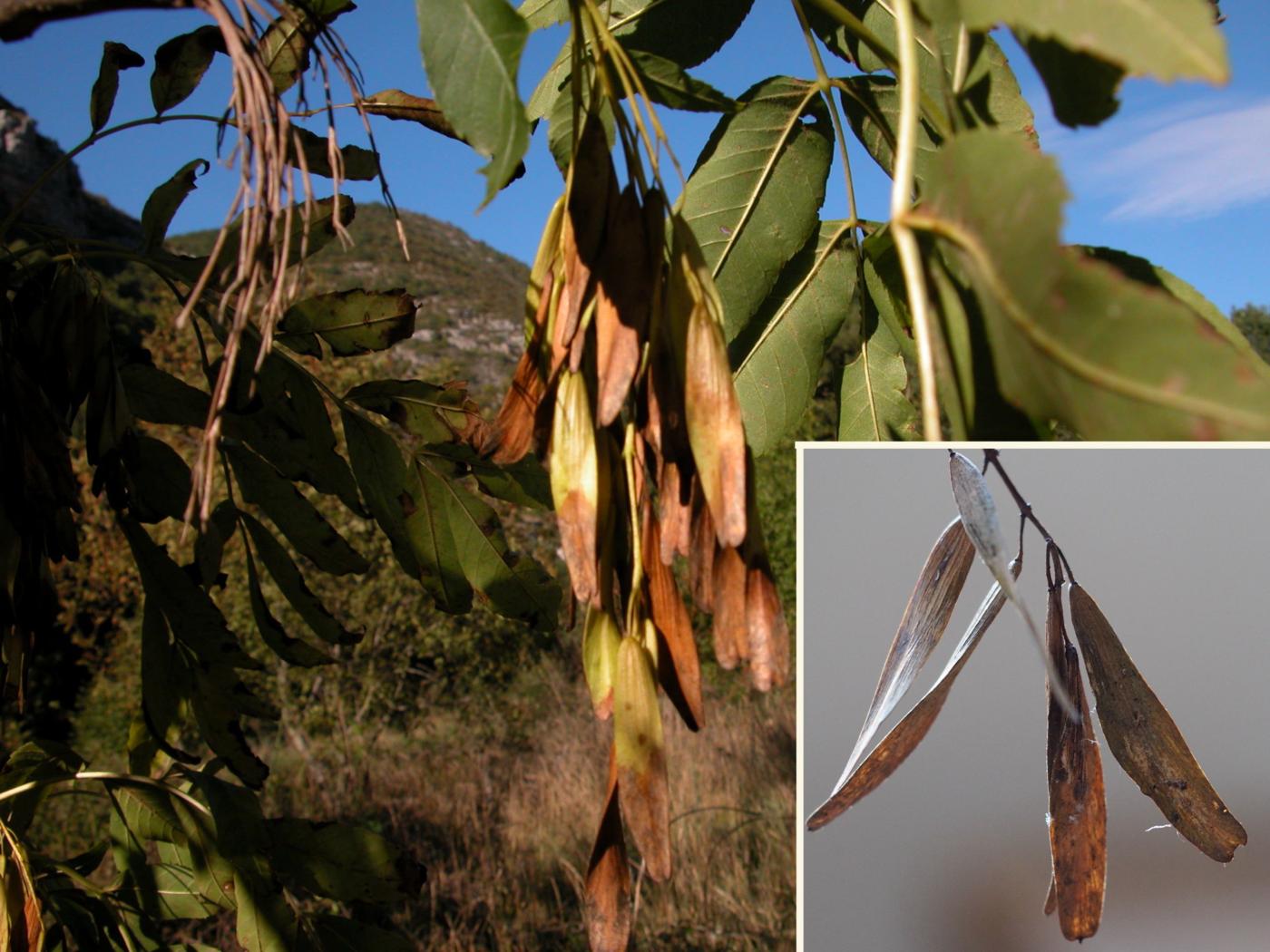 Ash fruit